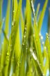 Green Grass