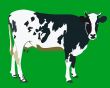 spotted cow 