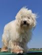 maltese dog