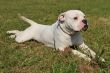 american bulldog