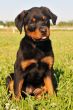 puppy rottweiler