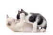playing kitten