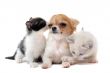 puppy chihuahua and kitten