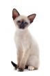 Siamese kitten