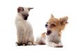 puppy chihuahua and siamese kitten