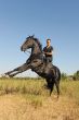 rearing horse
