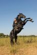 rearing horse