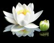 white water-lily flower and bud 
