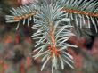 Blue fir and sharp pins