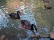 Two black swan moving by the water