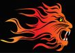 illustration infuriated lion in fire on black