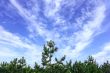 Cloudscape on the pines
