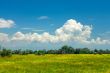 Summer meadow