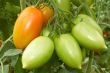 Bunch with tomatoes 