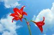 Red bright flowers