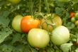 Bunch of big tomatoes 