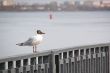 Seagull on the background of water