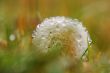 Dandelion with water drops