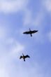 Waterbirds are flying