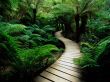 wooden walkway