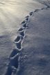 Footprints in the snow