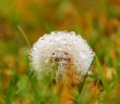 Dandelion with water drops