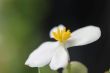 White Flower
