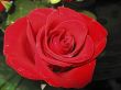 Red rose blooming