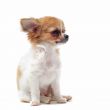 puppy chihuahua