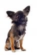 brown chihuahua