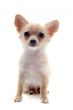 puppy chihuahua