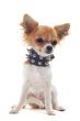 chihuahua with studded collar