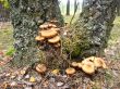the mushrooms