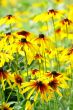 Yellow flowers