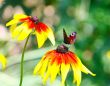 Butterfly Inachis Io On Yellow Flower