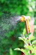 Watering Flowers