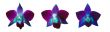 orchid 