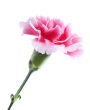 carnation