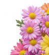 chrysanthemum