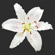 flower white lily of the royal 