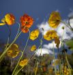 Yellow Orange Poppies