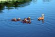 duck and  ducks;