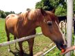 horse