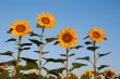 Four sunflowers against blue sky