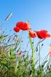 Blooming poppy at the wheat field