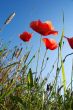Blooming poppy at the wheat field