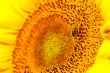 Sunflower head`s close up with a bee