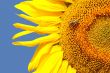 Sunflower head`s close up with a bee