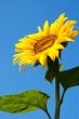 Sunflower head`s close up with a bee