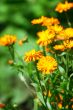 Orange flowers